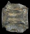 Fossil Whale Vertebrae - South Carolina #62091-1